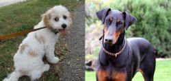 Cavachon vs Doberman Pinscher - Breed Comparison