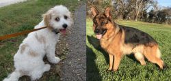 Cavachon vs German Shepherd - Breed Comparison
