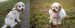 Cavachon vs West Highland White Terrier - Breed Comparison