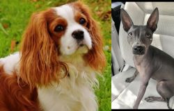 Cavalier King Charles Spaniel vs American Hairless Terrier - Breed Comparison