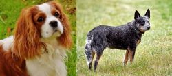 Cavalier King Charles Spaniel vs Austrailian Blue Heeler - Breed Comparison