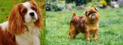 Cavalier King Charles Spaniel vs Belgian Griffon - Breed Comparison