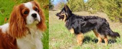 Cavalier King Charles Spaniel vs Bohemian Shepherd - Breed Comparison