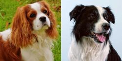 Cavalier King Charles Spaniel vs Border Collie - Breed Comparison