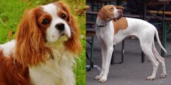 Cavalier King Charles Spaniel vs English Pointer - Breed Comparison