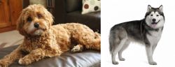 Cavapoo vs Alaskan Malamute - Breed Comparison