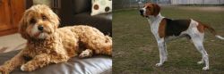 Cavapoo vs Anglo-Francais de Petite Venerie - Breed Comparison
