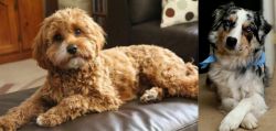 Cavapoo vs Australian Collie - Breed Comparison