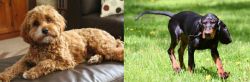 Cavapoo vs Black and Tan Coonhound - Breed Comparison