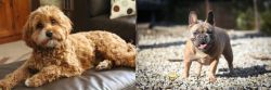 Cavapoo vs French Bulldog - Breed Comparison