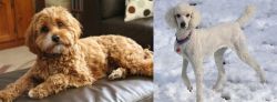 Cavapoo vs Poodle - Breed Comparison
