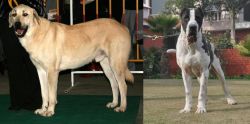Central Anatolian Shepherd vs Alangu Mastiff - Breed Comparison