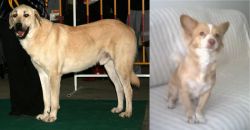 Central Anatolian Shepherd vs Alopekis - Breed Comparison