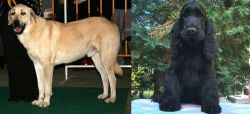 Central Anatolian Shepherd vs American Cocker Spaniel - Breed Comparison