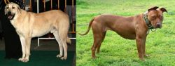 Central Anatolian Shepherd vs American Pit Bull Terrier - Breed Comparison