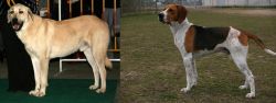 Central Anatolian Shepherd vs Anglo-Francais de Petite Venerie - Breed Comparison