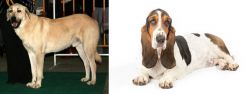 Central Anatolian Shepherd vs Basset Hound - Breed Comparison
