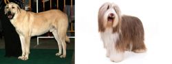 Central Anatolian Shepherd vs Bearded Collie - Breed Comparison