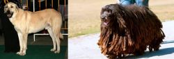 Central Anatolian Shepherd vs Bergamasco - Breed Comparison