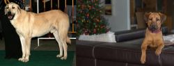 Central Anatolian Shepherd vs Black Mouth Cur - Breed Comparison