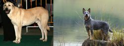 Central Anatolian Shepherd vs Blue Healer - Breed Comparison