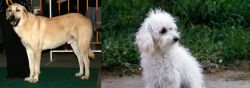 Central Anatolian Shepherd vs Bolognese - Breed Comparison