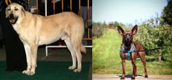 Central Anatolian Shepherd vs Bospin - Breed Comparison