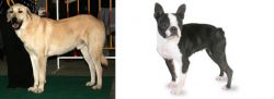 Central Anatolian Shepherd vs Boston Terrier - Breed Comparison