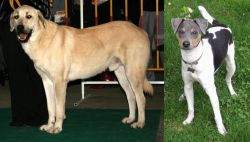 Central Anatolian Shepherd vs Brazilian Terrier - Breed Comparison