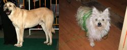 Central Anatolian Shepherd vs Cairland Terrier - Breed Comparison