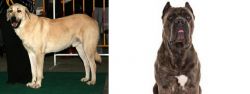 Central Anatolian Shepherd vs Cane Corso - Breed Comparison