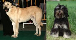 Central Anatolian Shepherd vs Cao da Serra de Aires - Breed Comparison