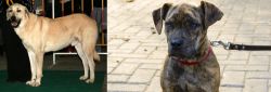 Central Anatolian Shepherd vs Catahoula Bulldog - Breed Comparison