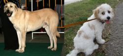 Central Anatolian Shepherd vs Cavachon - Breed Comparison