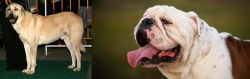 Central Anatolian Shepherd vs English Bulldog - Breed Comparison