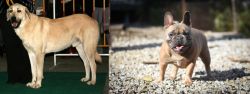 Central Anatolian Shepherd vs French Bulldog - Breed Comparison