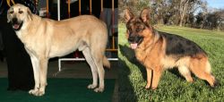 Central Anatolian Shepherd vs German Shepherd - Breed Comparison