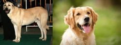 Central Anatolian Shepherd vs Golden Retriever - Breed Comparison