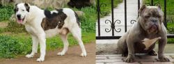 Central Asian Shepherd vs American Bully - Breed Comparison
