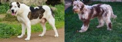 Central Asian Shepherd vs Aussie Doodles - Breed Comparison