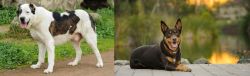 Central Asian Shepherd vs Australian Kelpie - Breed Comparison