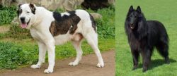 Central Asian Shepherd vs Belgian Shepherd Dog (Groenendael) - Breed Comparison
