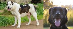 Central Asian Shepherd vs Borador - Breed Comparison