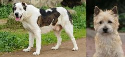Central Asian Shepherd vs Cairn Terrier - Breed Comparison