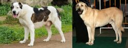 Central Asian Shepherd vs Central Anatolian Shepherd - Breed Comparison
