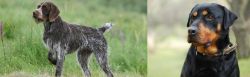 Cesky Fousek vs Rottweiler - Breed Comparison