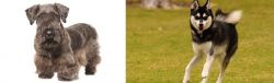 Cesky Terrier vs Alaskan Klee Kai - Breed Comparison