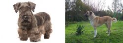 Cesky Terrier vs Anatolian Shepherd - Breed Comparison