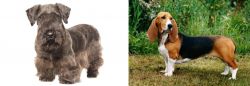 Cesky Terrier vs Basset Artesien Normand - Breed Comparison