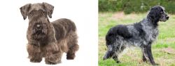 Cesky Terrier vs Blue Picardy Spaniel - Breed Comparison